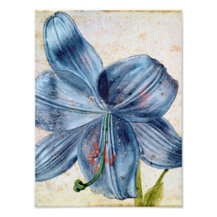 Albrecht Durer - Studie einer Lilie Fotodruck
