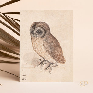 Albrecht Durer The Little Owl Art Postkarte