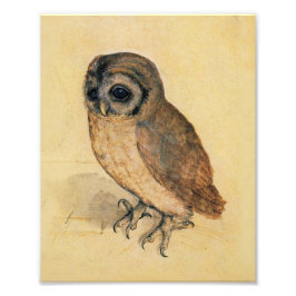 Albrecht Durer The Little Owl Fotodruck