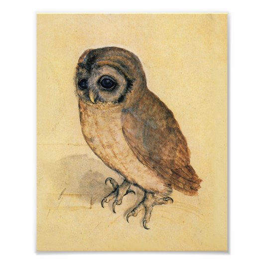 Albrecht Durer The Little Owl Fotodruck (Vorne)
