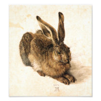 Albrecht Durer Young Hare