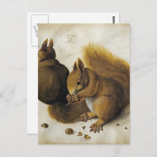 Albrecht Durer - Zwei Eichhörnchen, einer isst ein Postkarte (Vorne/Hinten)