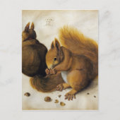 Albrecht Durer - Zwei Eichhörnchen, einer isst ein Postkarte (Vorderseite)