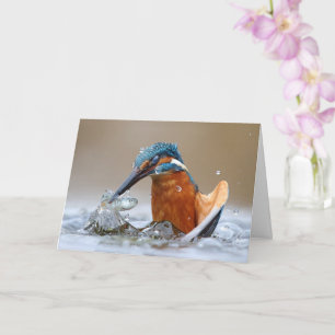 Alcedo Atthis Eisvogel jagt Wasser Luca Casale Karte