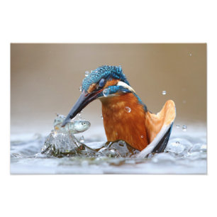 Alcedo Atthis Kingfisher Jagd Wasser Luca Casale Fotodruck