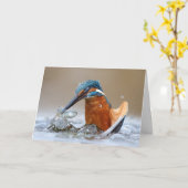 Alcedo Atthis Kingfisher Jagd Wasser Luca Casale Karte (Gelbe Blume)