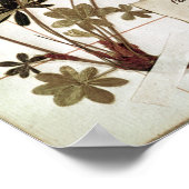 Alchemilla aus einem Herbarium Poster (Ecke)