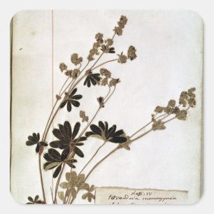 Alchemilla aus einem Herbarium Quadratischer Aufkleber