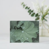 Alchemilla Postkarte (Stehend Vorderseite)