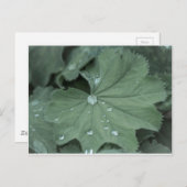 Alchemilla Postkarte (Vorne/Hinten)