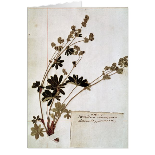 Alchemilla, von einem Herbarium (Vorne)
