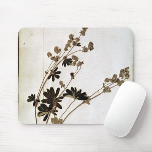 Alchemilla, von einem Herbarium Mousepad (Mit Mouse)