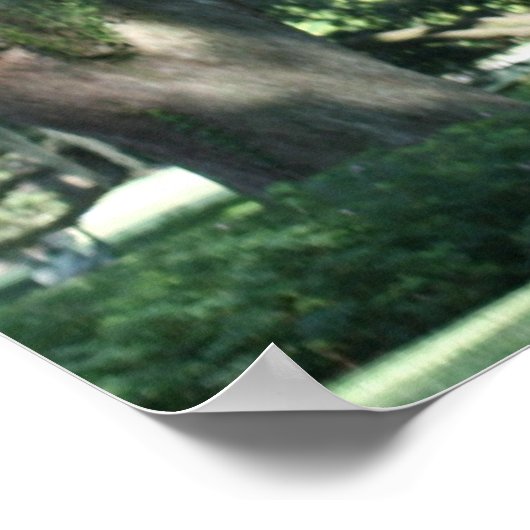 ALD LOUISIANA OAK TREE POSTER (Ecke)