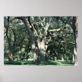 ALD LOUISIANA OAK TREE POSTER (Vorne)