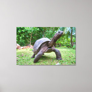 Aldabra Riesenschildkröte Leinwanddruck