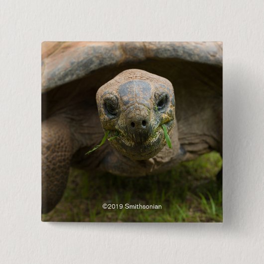 Aldabra Schildkröten-Füttern Button (Vorderseite)