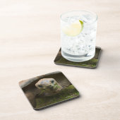 Aldabra Schildkröten-Füttern Getränkeuntersetzer (Rechte Seite)