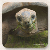 Aldabra Schildkröten-Füttern Getränkeuntersetzer (Vorderseite)