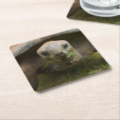 Aldabra Schildkröten-Füttern Rechteckiger Pappuntersetzer (angewinkelt)