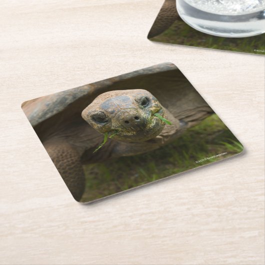 Aldabra Schildkröten-Füttern Rechteckiger Pappuntersetzer (angewinkelt)