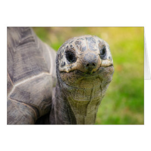 Aldabra tortoise