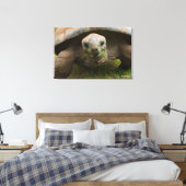 Aldabra Tortoise Fütternd Leinwanddruck (Insitu (Schlafzimmer))