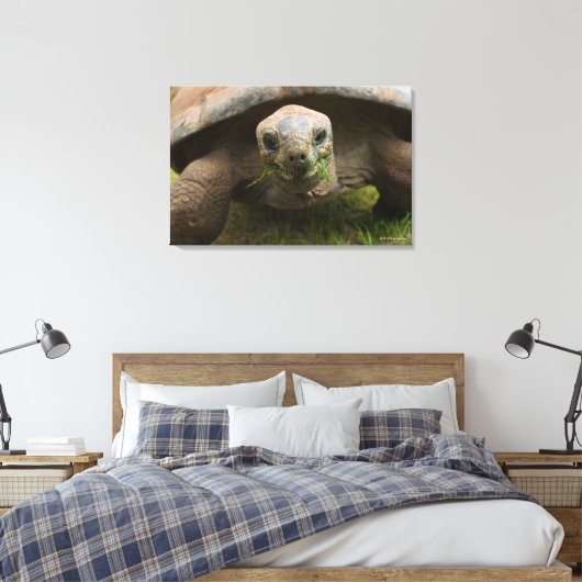 Aldabra Tortoise Fütternd Leinwanddruck (Insitu (Schlafzimmer))