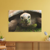 Aldabra Tortoise Fütternd Leinwanddruck (Insitu (Wohnzimmer))
