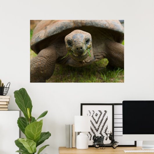 Aldabra Tortoise Fütternd Poster (Heimbüro)