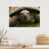 Aldabra Tortoise Fütternd Poster (Küche)