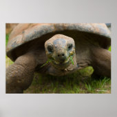Aldabra Tortoise Fütternd Poster (Vorne)