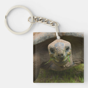 Aldabra Tortoise Fütternd Schlüsselanhänger