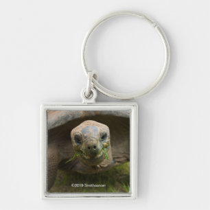 Aldabra Tortoise Fütternd Schlüsselanhänger