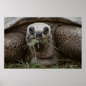Aldabra Tortoise Grazing Poster (Vorne)