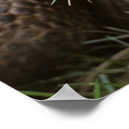 Aldabra Tortoise Grazing Poster (Ecke)