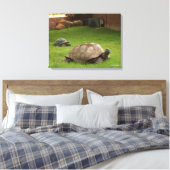 Aldabra Tortoises in Gras Leinwanddruck (Insitu (Schlafzimmer))
