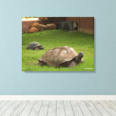 Aldabra Tortoises in Gras Leinwanddruck (Insitu (Holzboden))