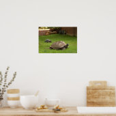 Aldabra Tortoises in Gras Poster (Küche)