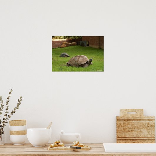 Aldabra Tortoises in Gras Poster (Küche)