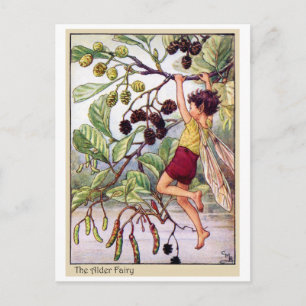 Alder Fairy Postkarte