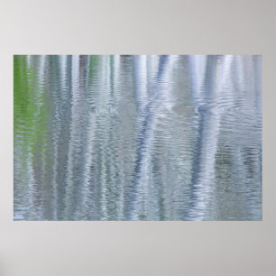 Alder Trees   Insel Bainbridge, WA Poster