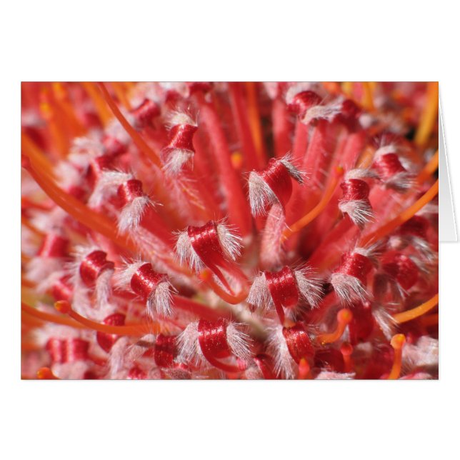 Alemany Schönheit (Vorderseite (Horizontal))