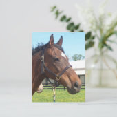 Alert Arab Horse Postcard Postkarte (Stehend Vorderseite)
