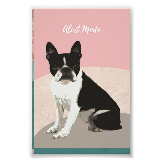 Alert Boston Terrier Dog | Boston Terrier Lover Fotodruck (Vorne)