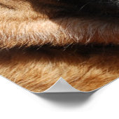 Alert German Shepherd Poster (Ecke)