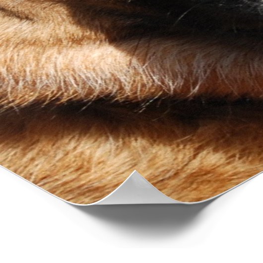 Alert German Shepherd Poster (Ecke)