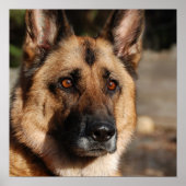 Alert German Shepherd Poster (Vorne)