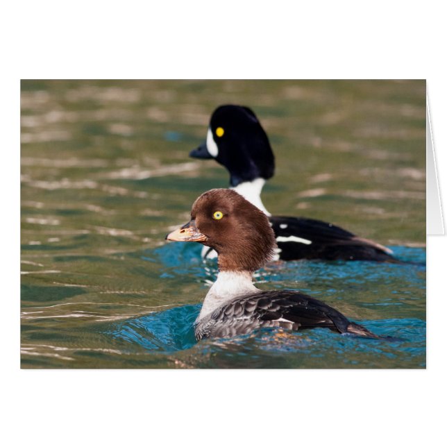 Alert Goldeneye (Vorderseite (Horizontal))