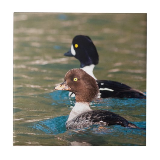 Alert Goldeneye Fliese (Vorderseite)