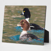 Alert Goldeneye Fotoplatte (Seite)